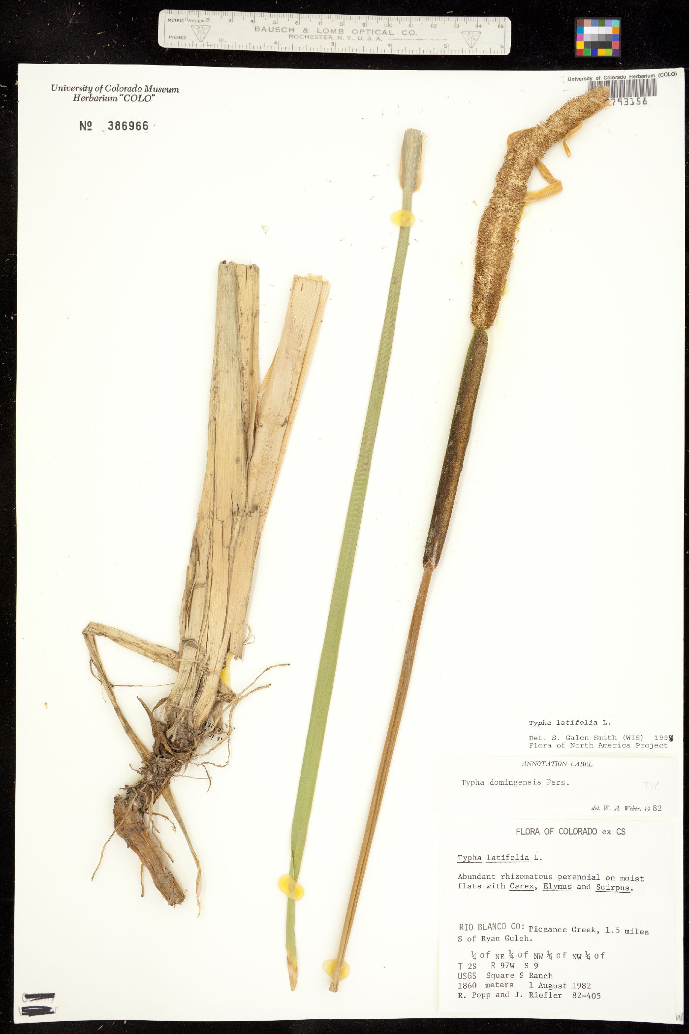 Typha image