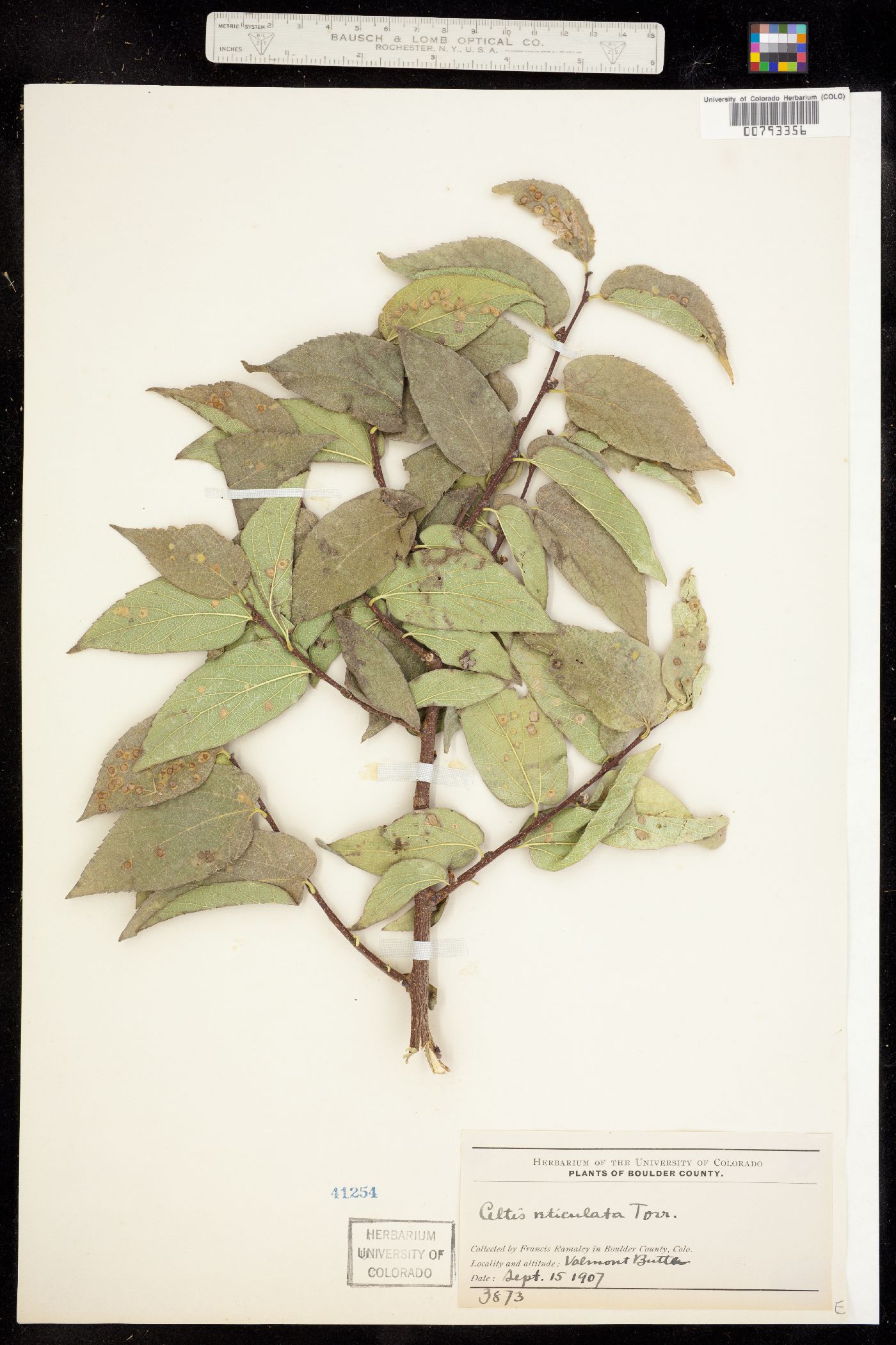 Celtis reticulata image
