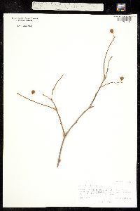 Celtis reticulata image