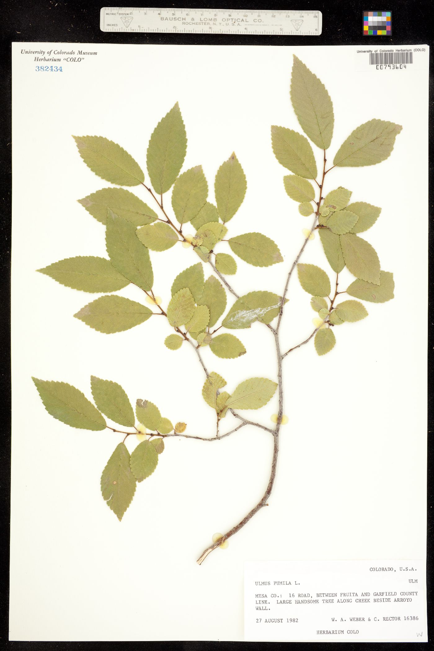 Ulmaceae image