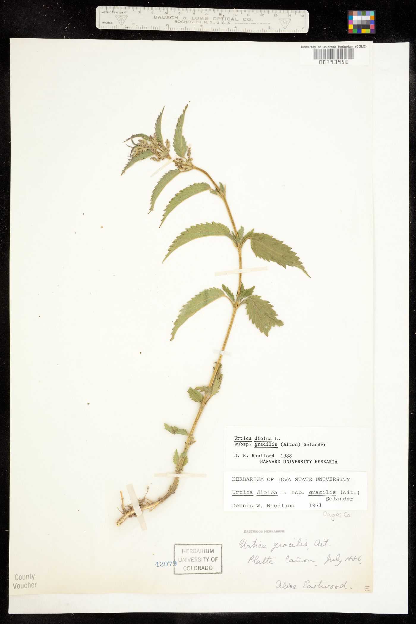 Urtica gracilis ssp. gracilis image