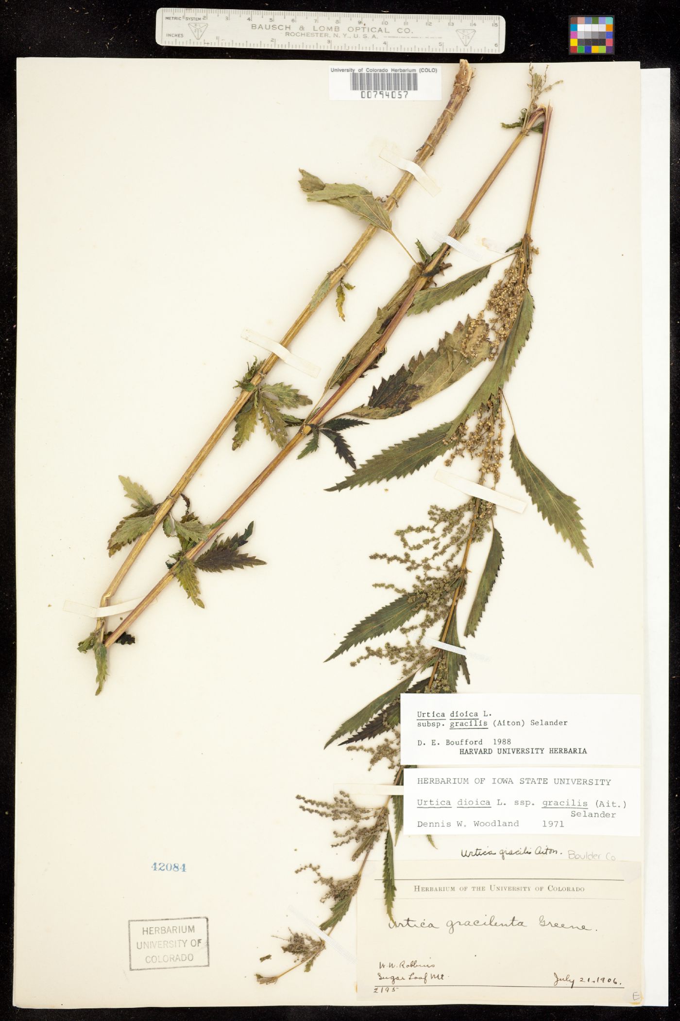 Urtica gracilis subsp. gracilis image