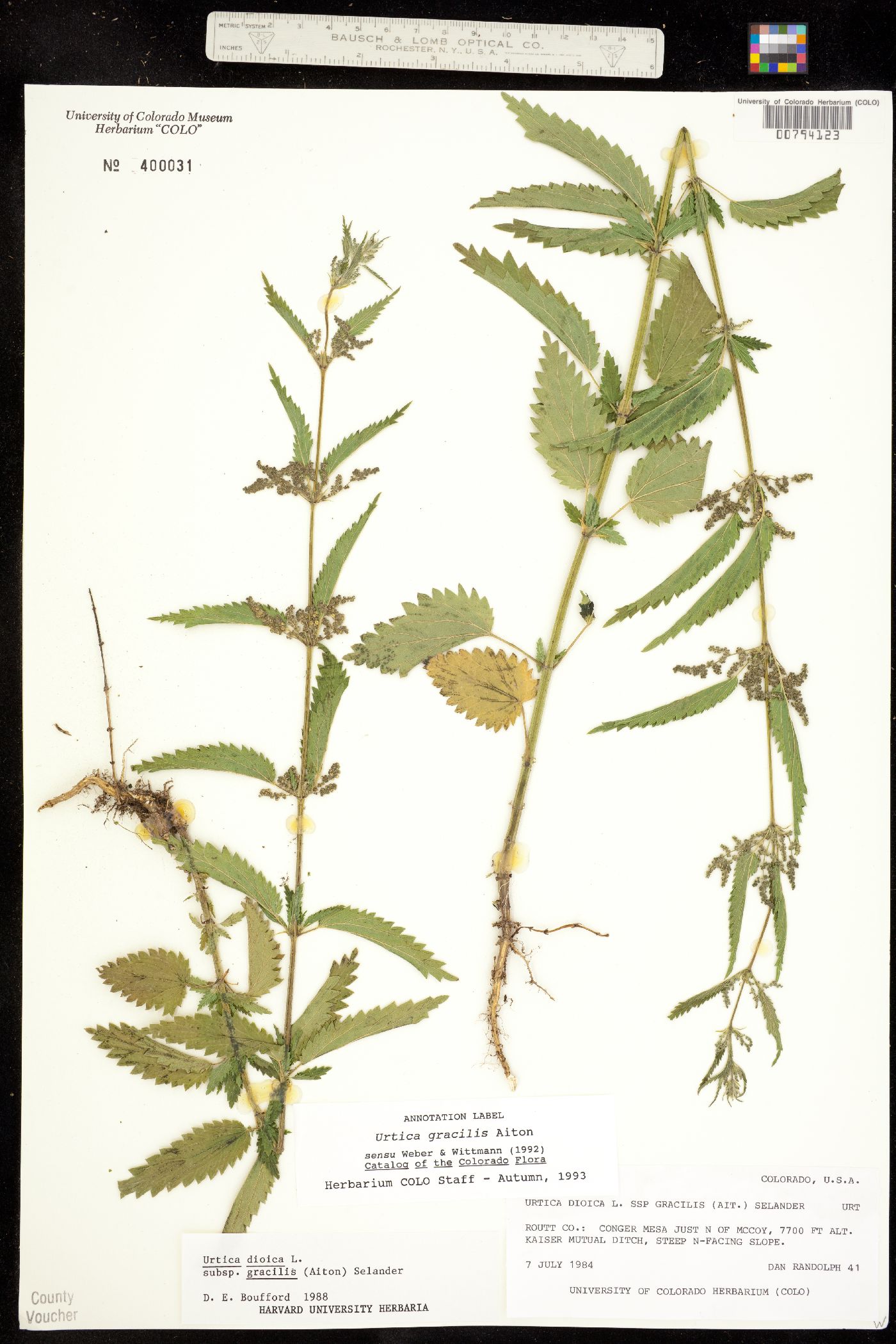 Urtica gracilis ssp. gracilis image