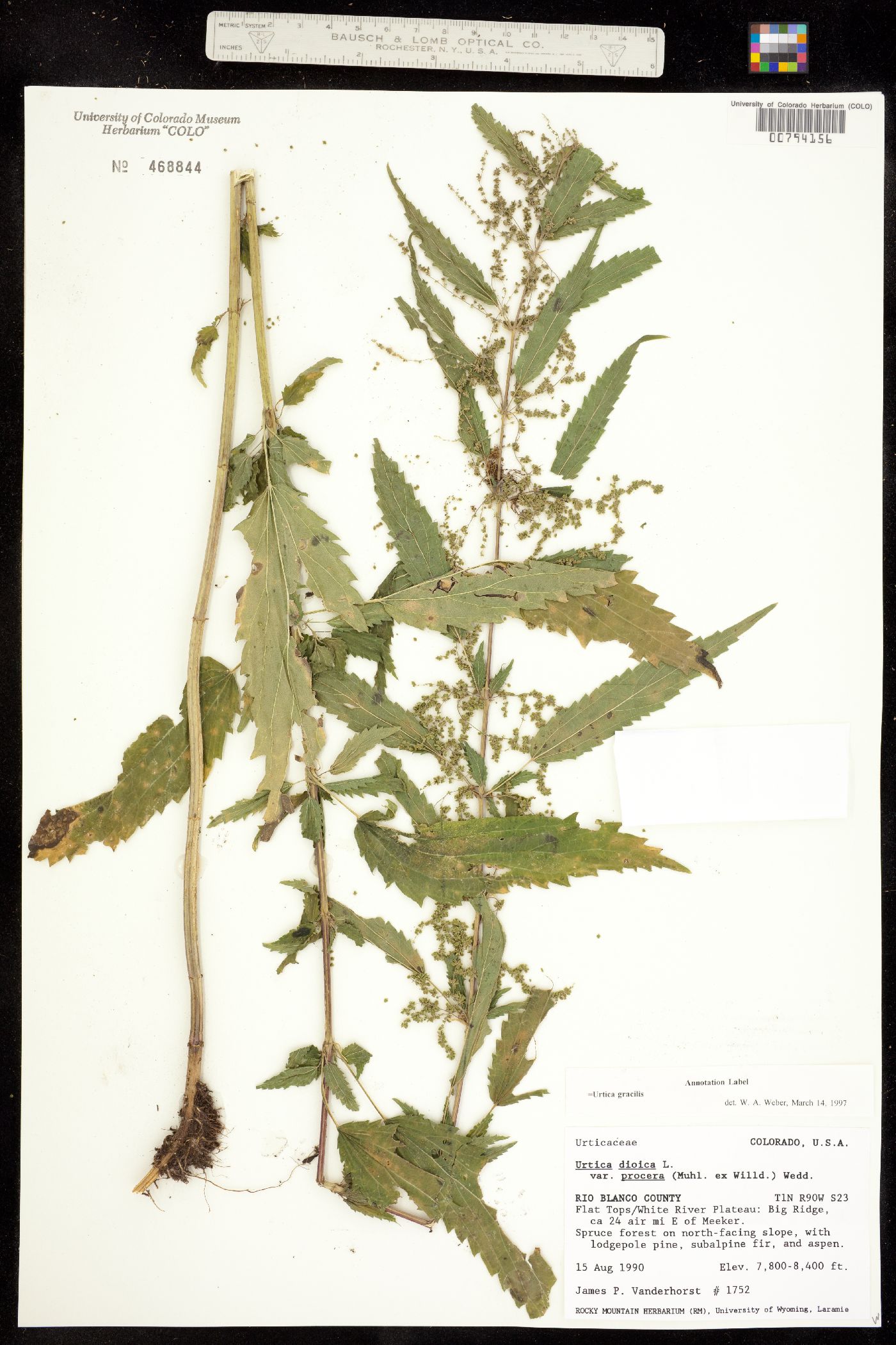 Urticaceae image