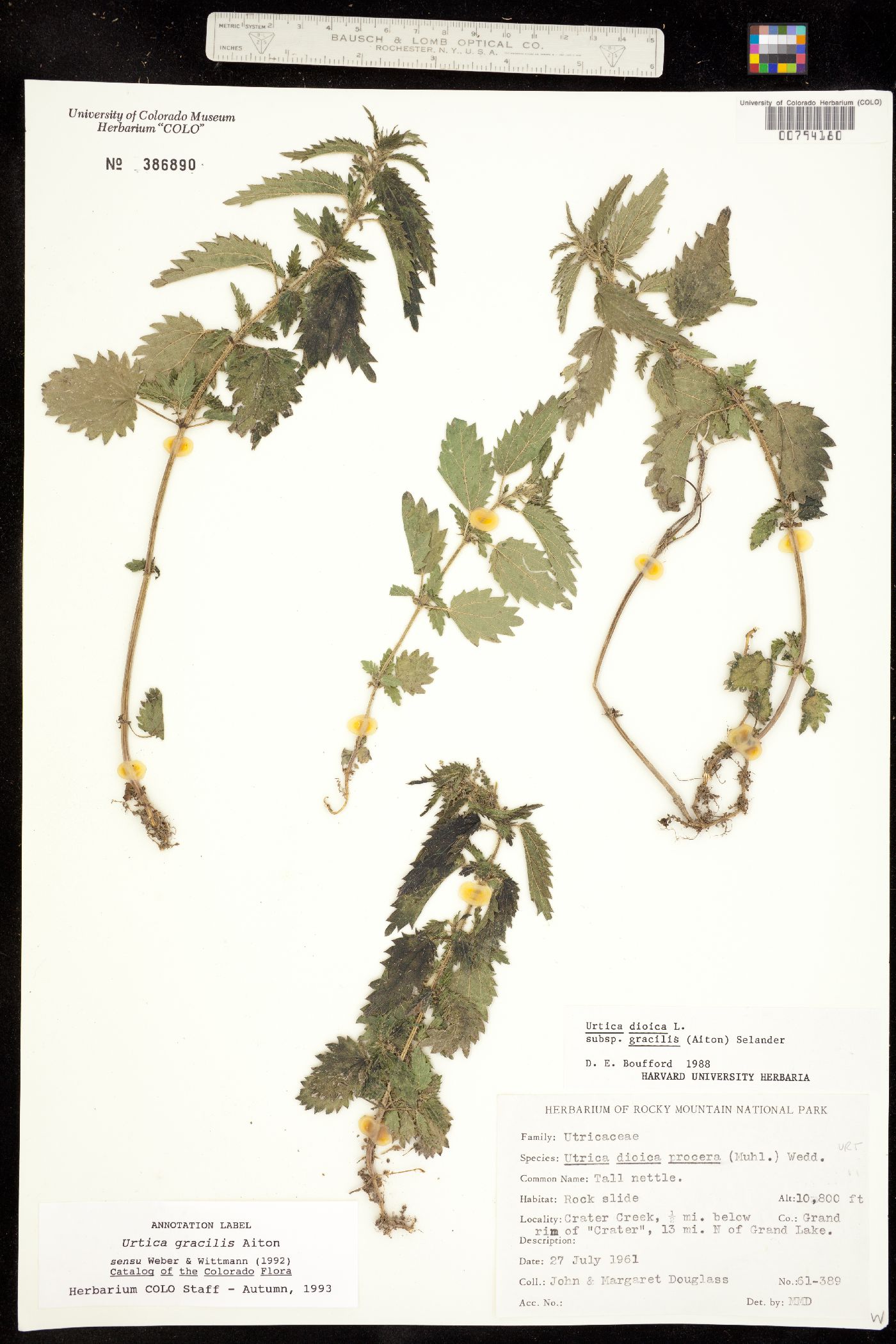 Urtica gracilis ssp. gracilis image
