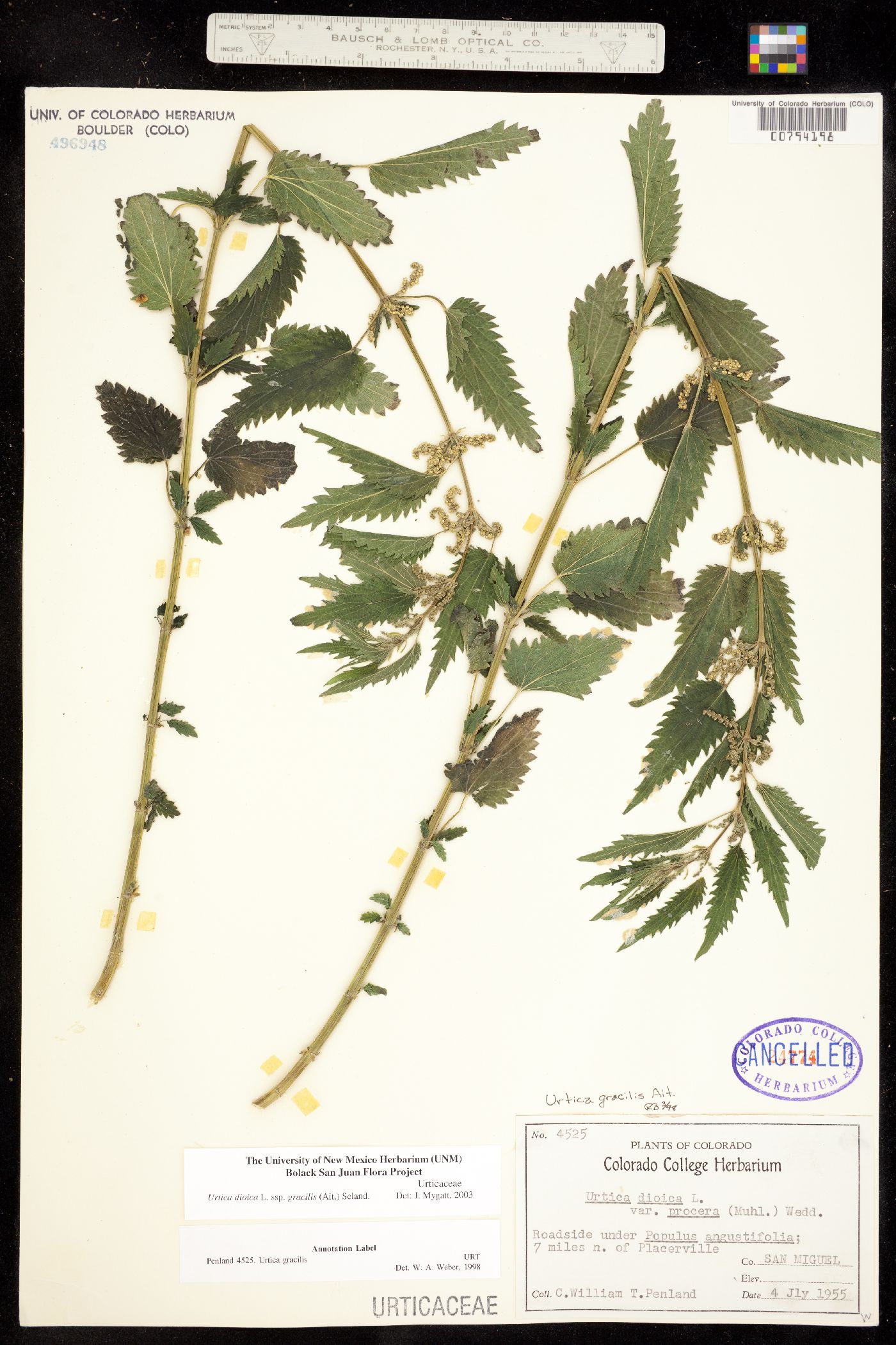 Urtica gracilis subsp. gracilis image