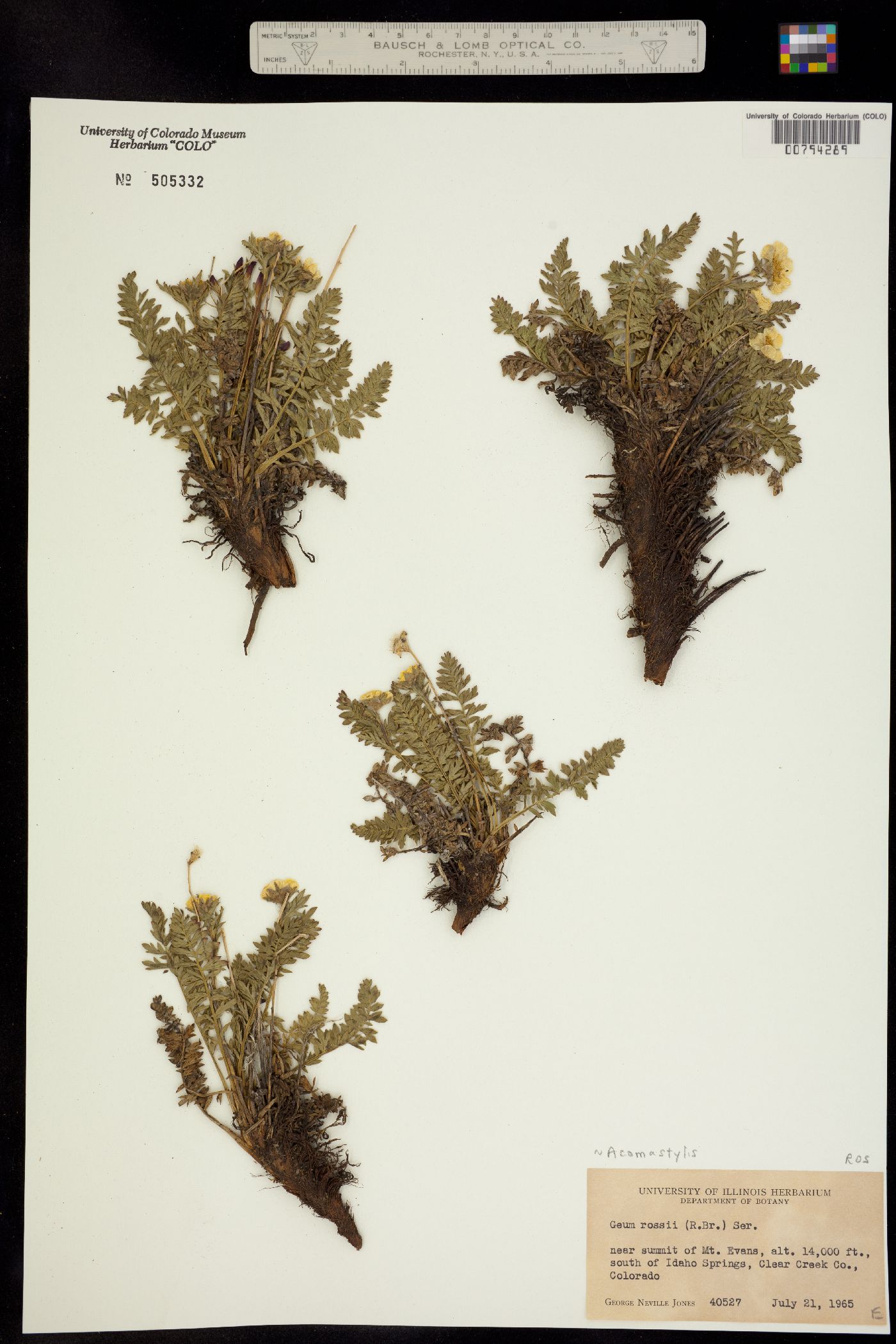 Geum rossii image