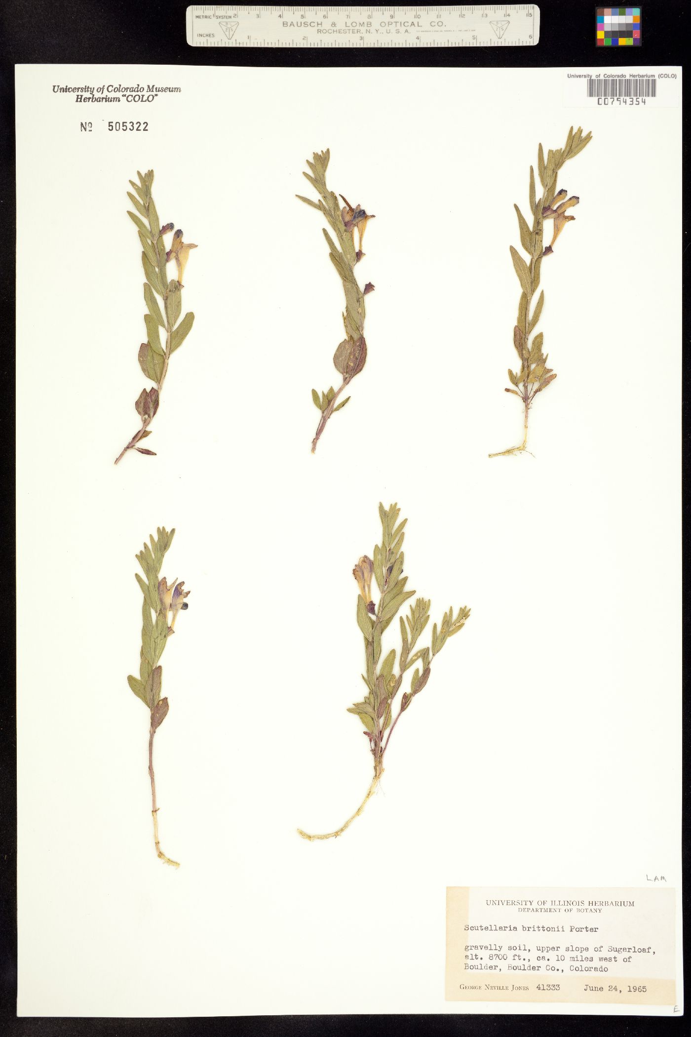 Scutellaria image