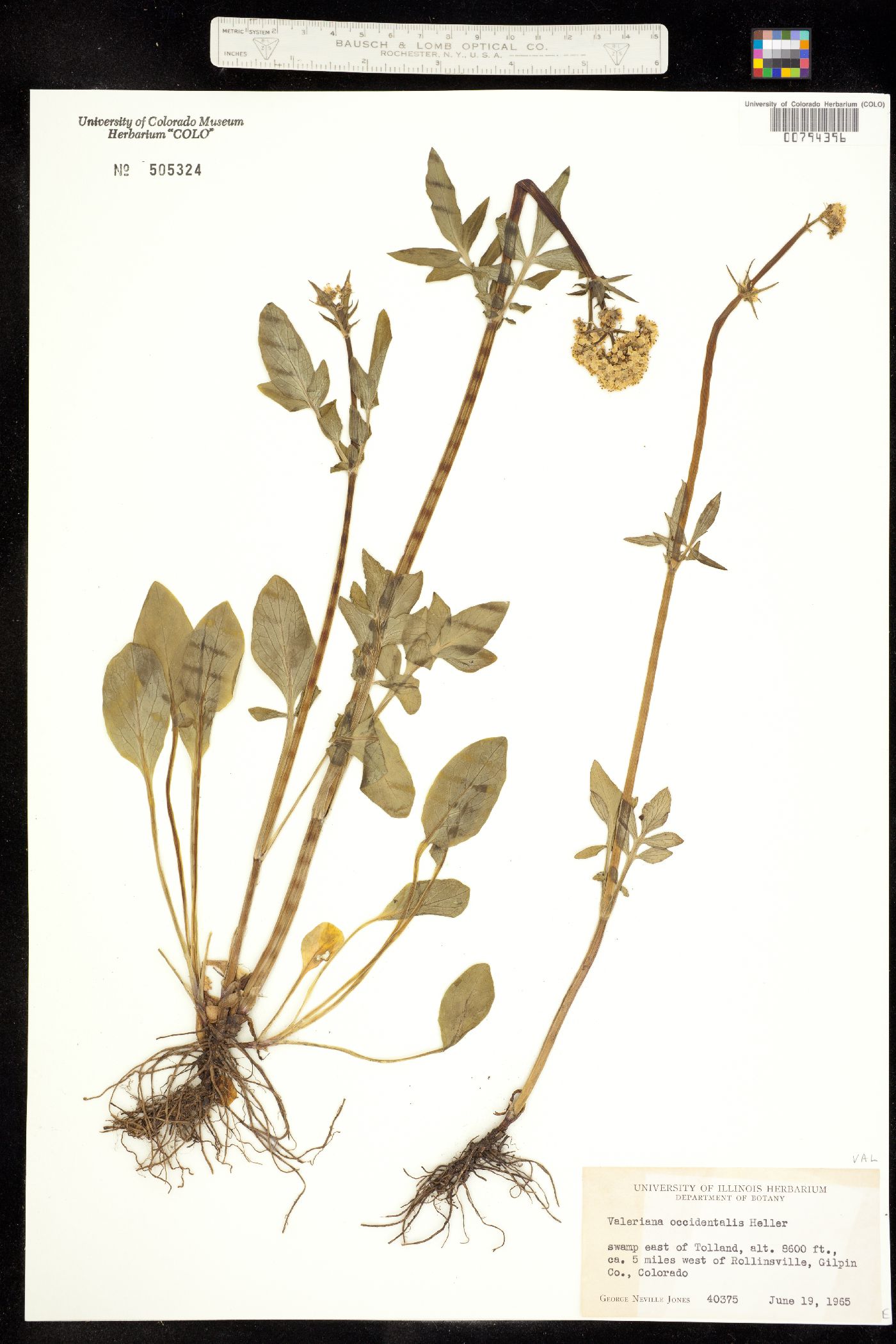 Valeriana occidentalis image