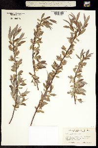Image of Salix geyeriana