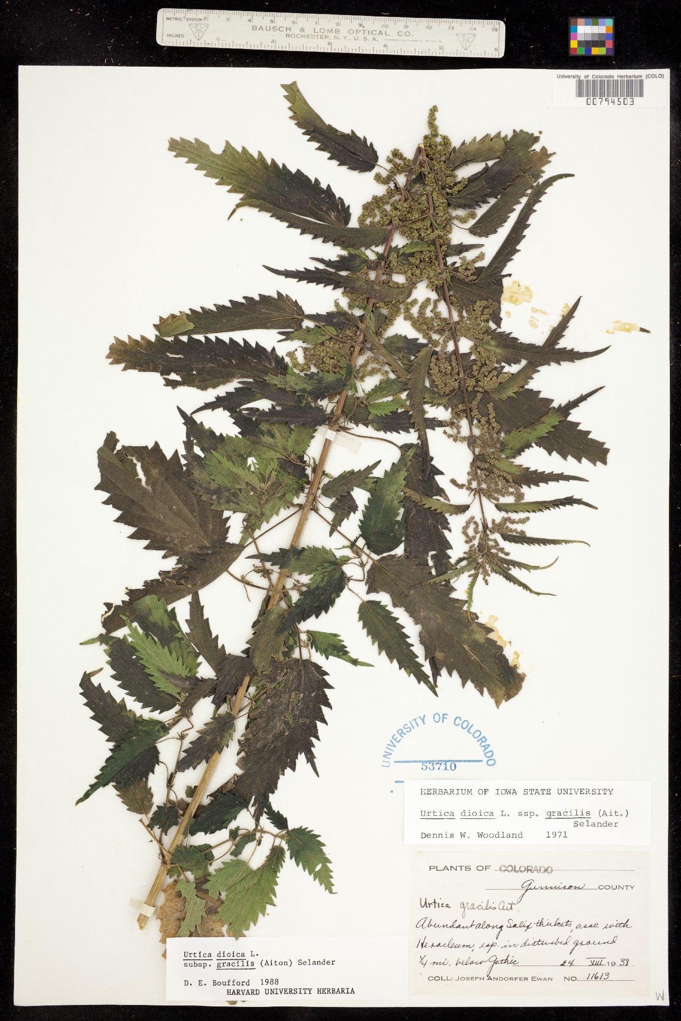 Urtica gracilis ssp. gracilis image