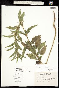 Urtica gracilis ssp. gracilis image