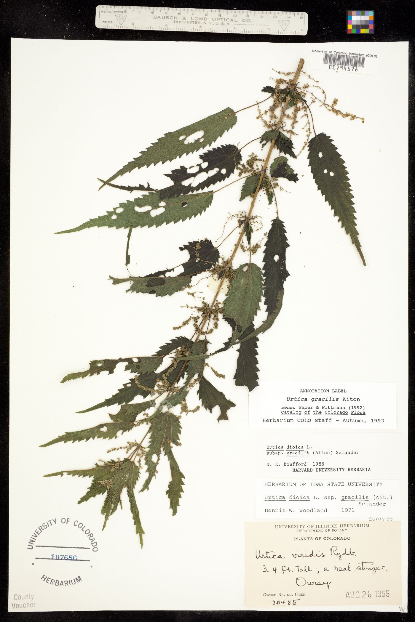 Urtica gracilis subsp. gracilis image