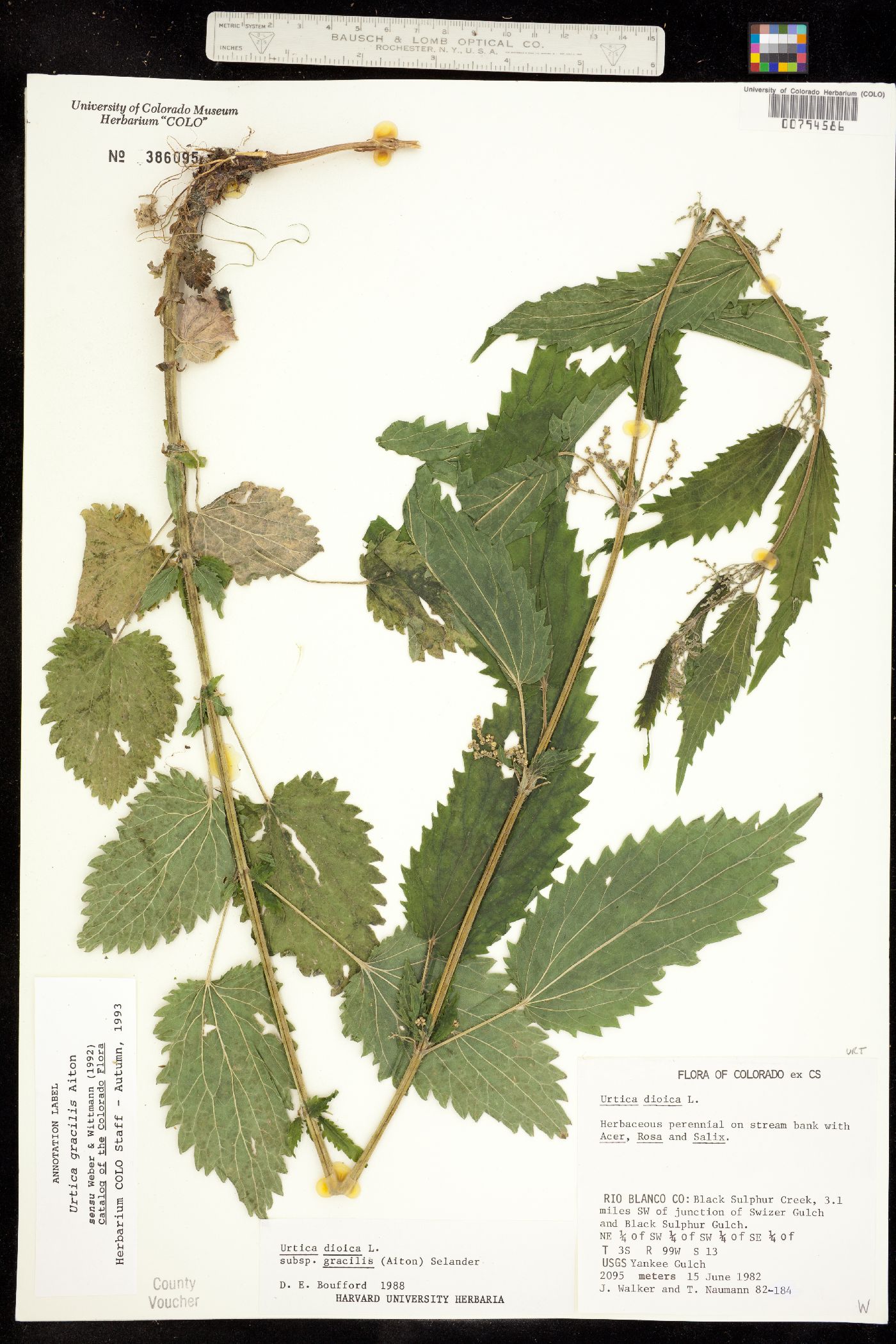 Urtica gracilis ssp. gracilis image