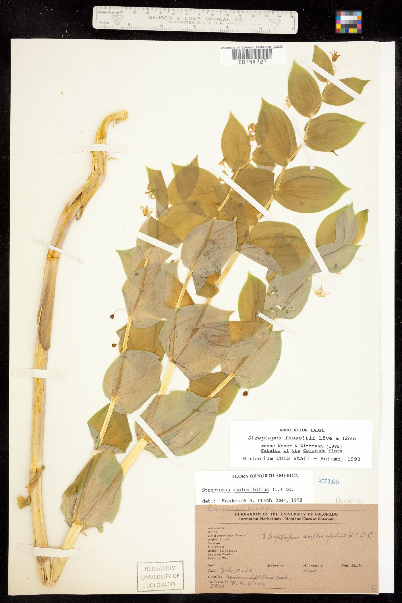 Streptopus amplexifolius image