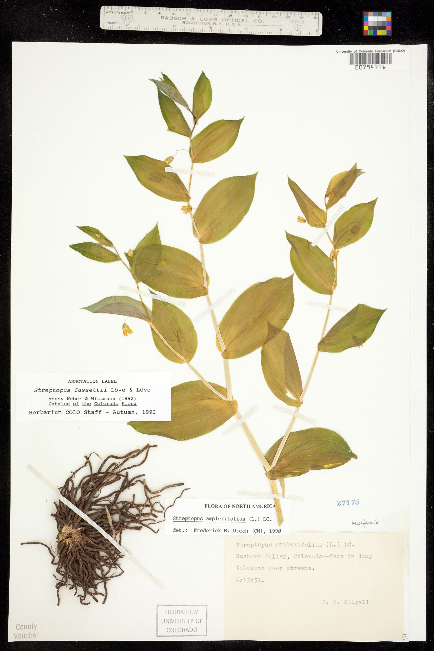 Streptopus amplexifolius image