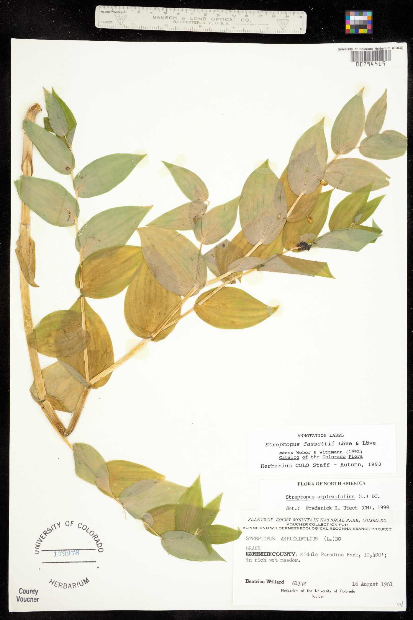 Uvulariaceae image