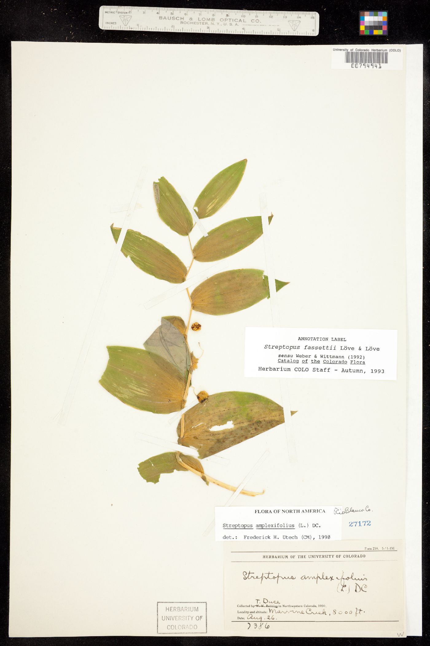 Streptopus fassettii image