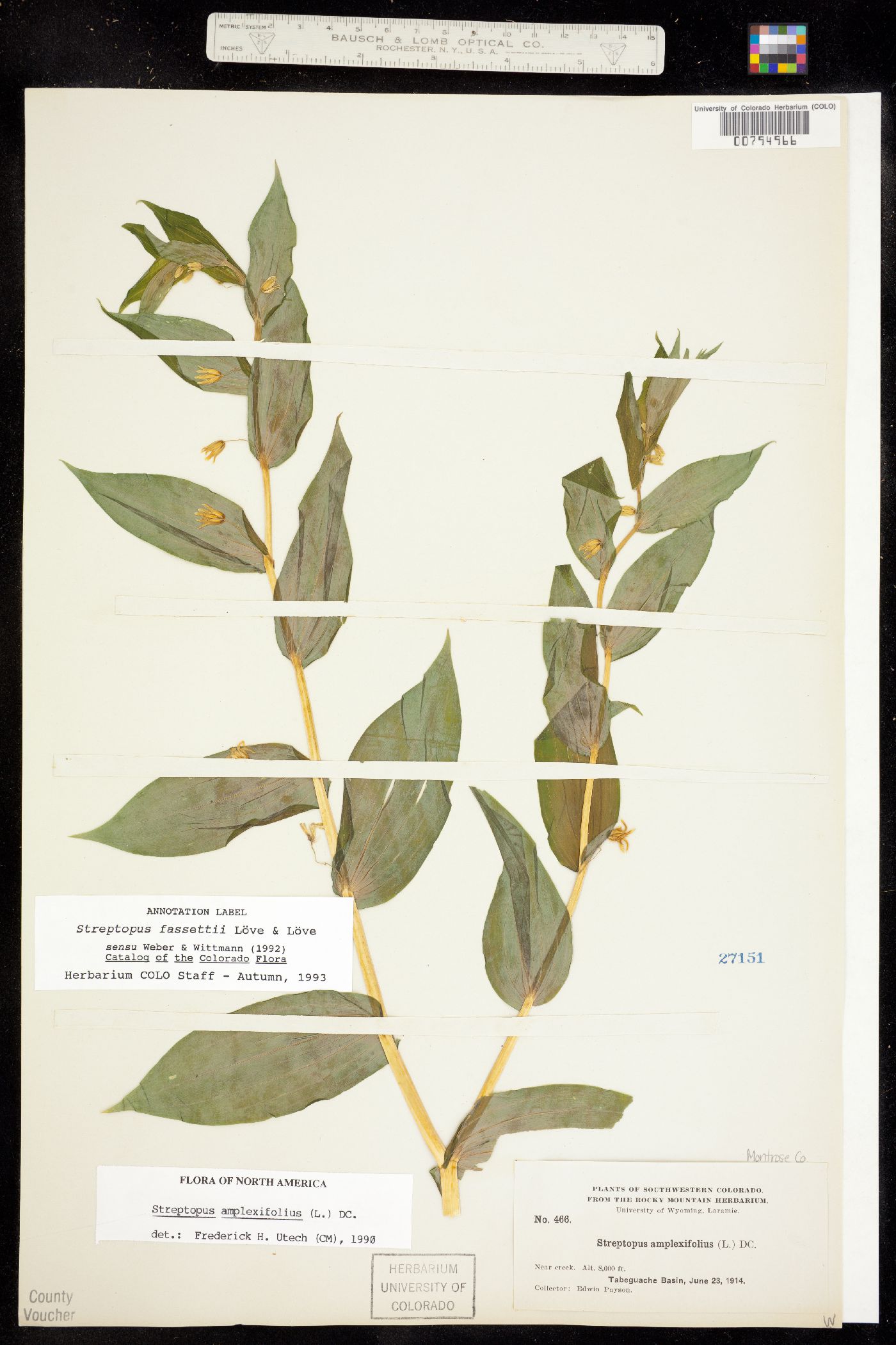 Streptopus amplexifolius image