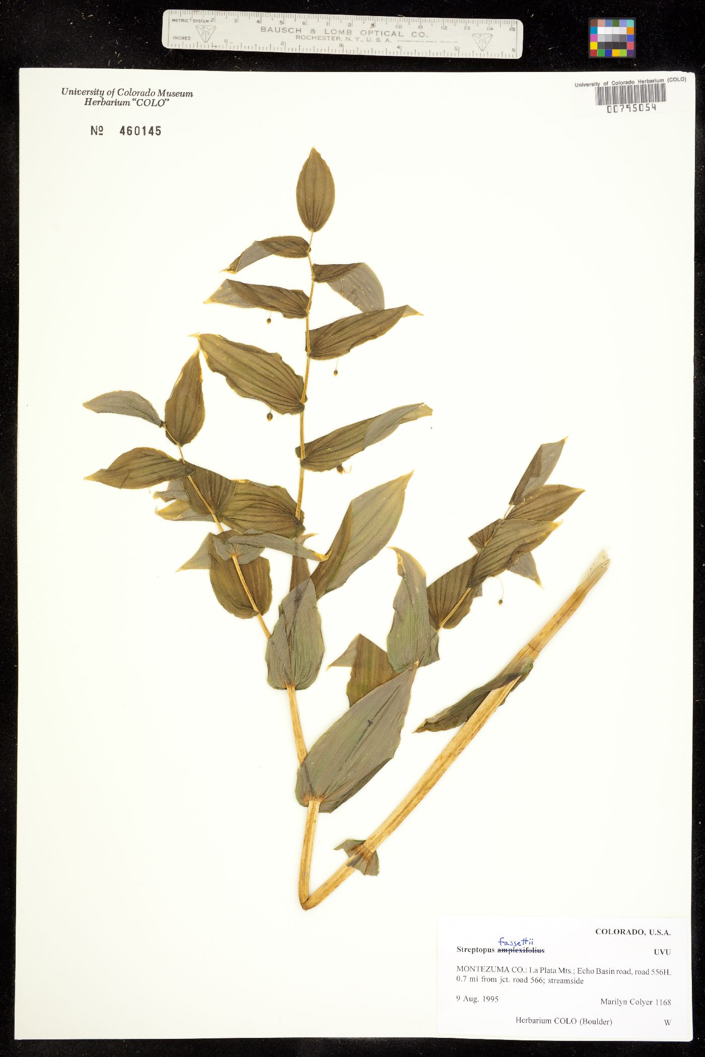 Streptopus amplexifolius image