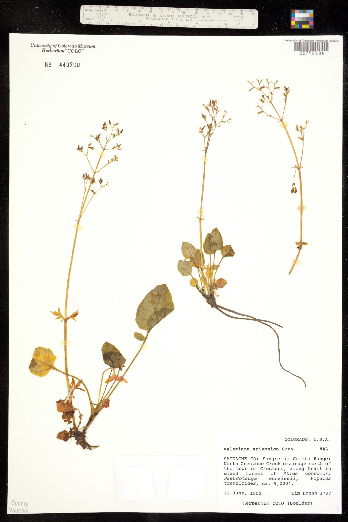 Valeriana arizonica image