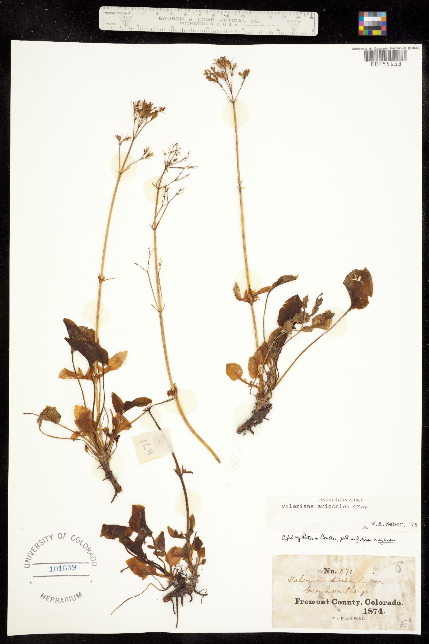 Valeriana arizonica image