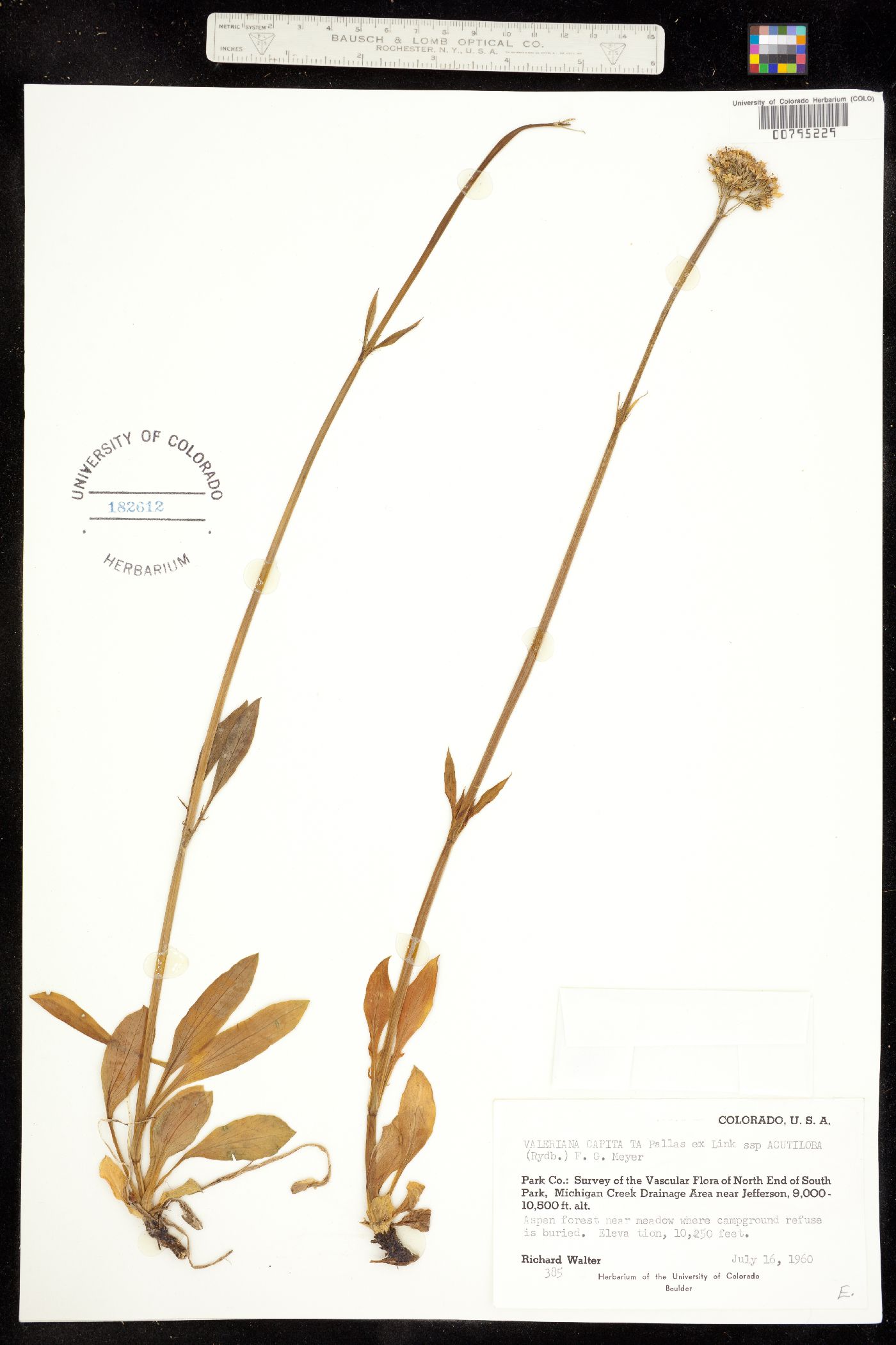 Valeriana image