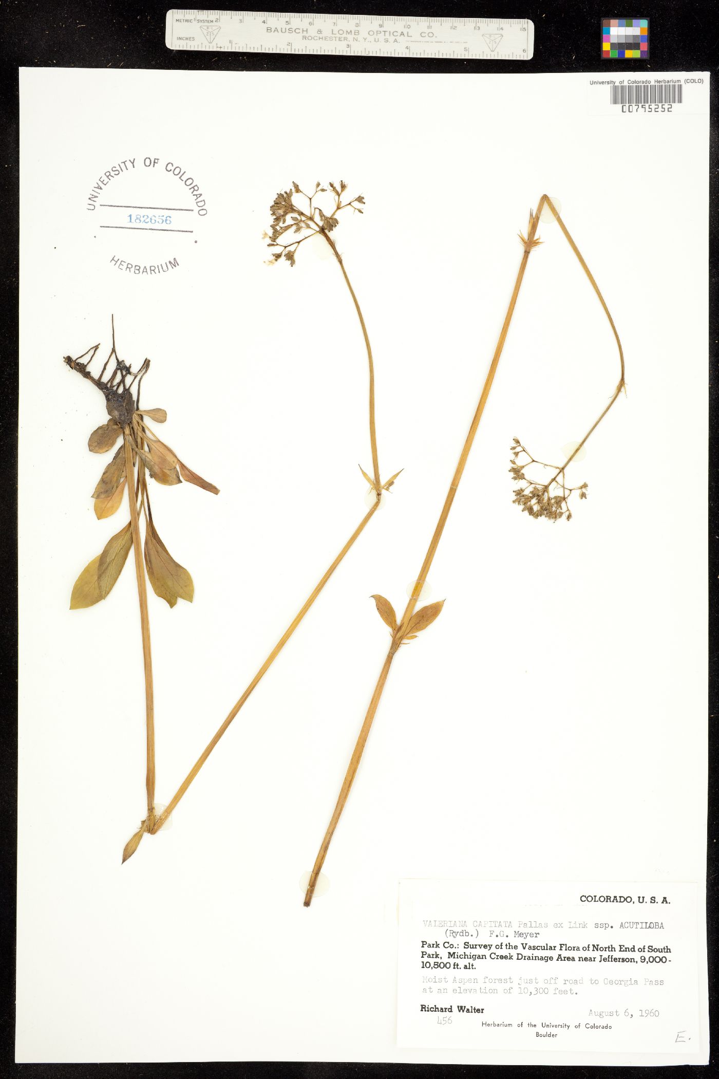 Valeriana capitata image