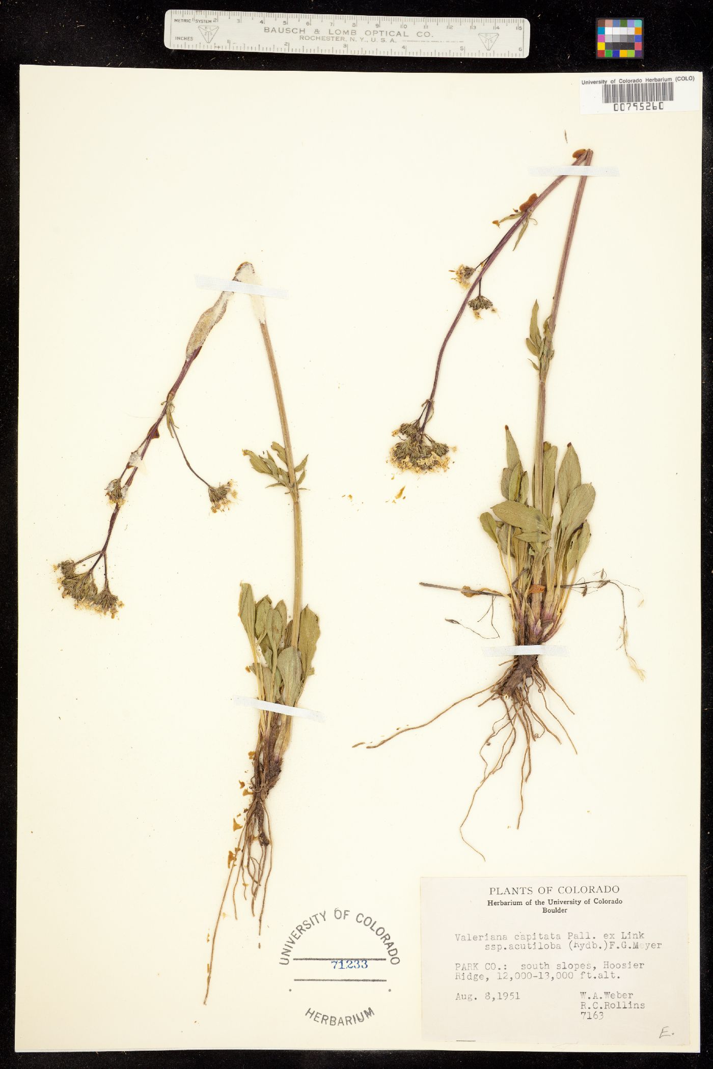 Valerianaceae image