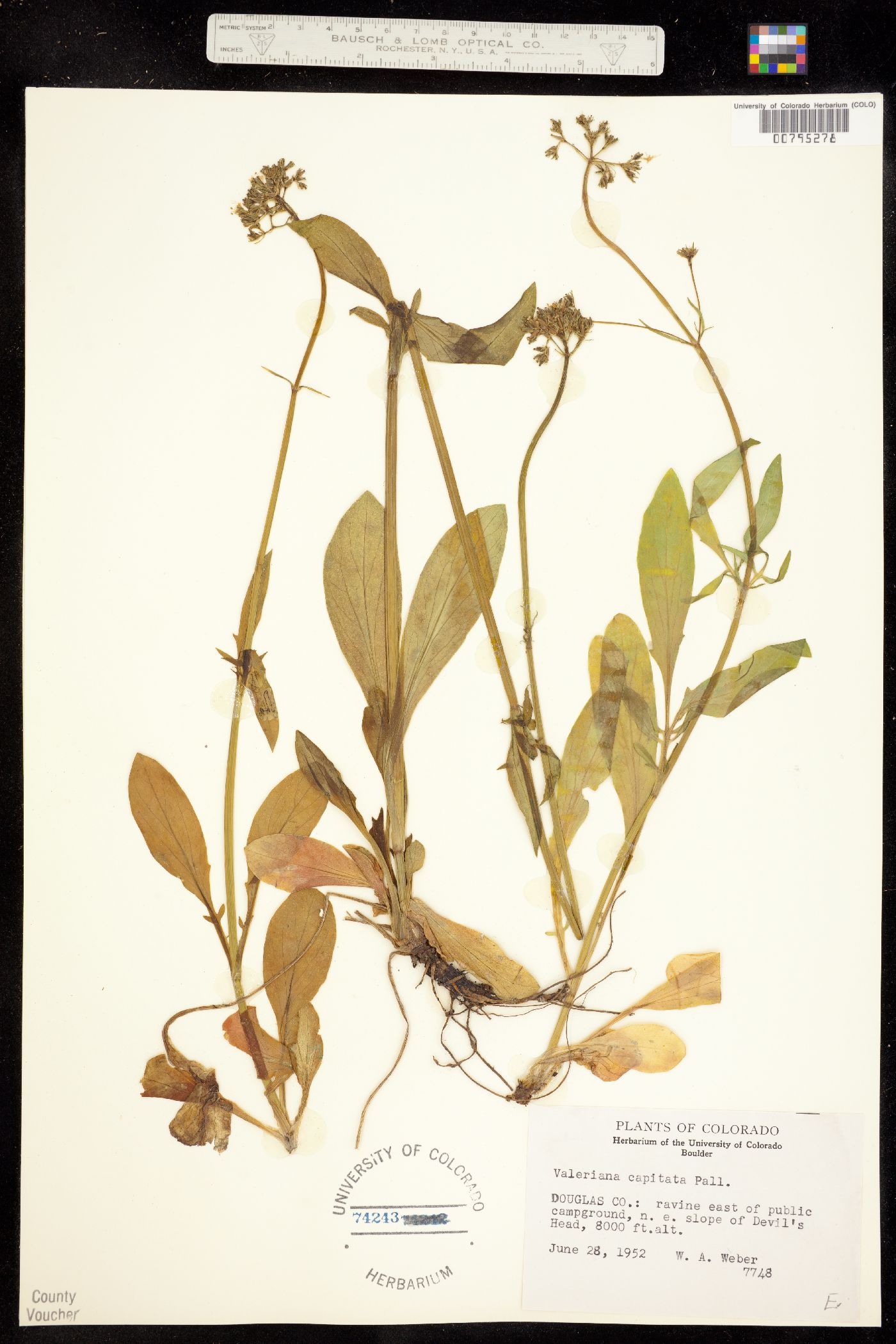 Valeriana image