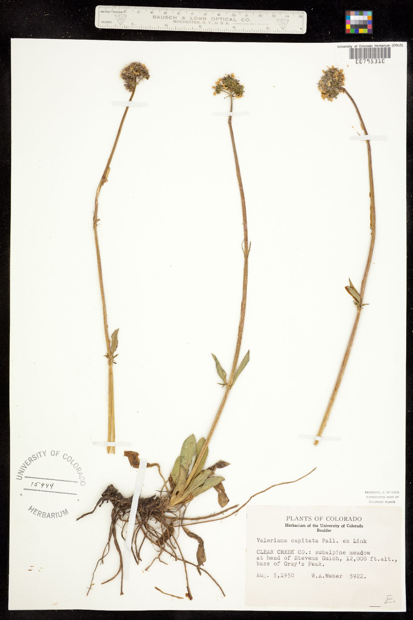 Valeriana image