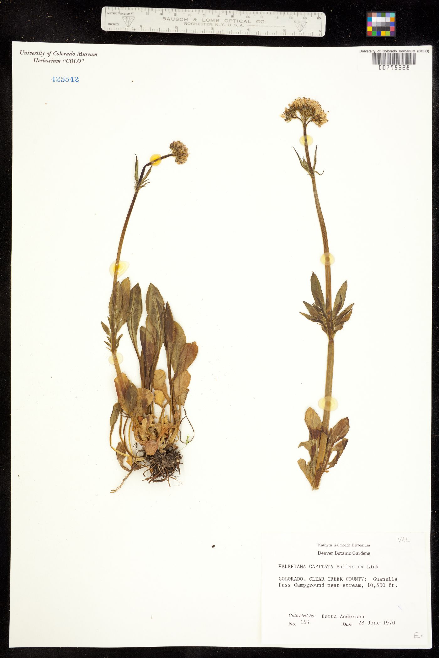 Valeriana image