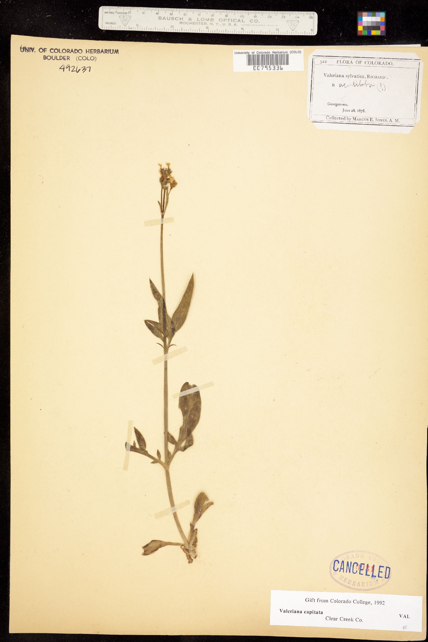 Valeriana acutiloba image