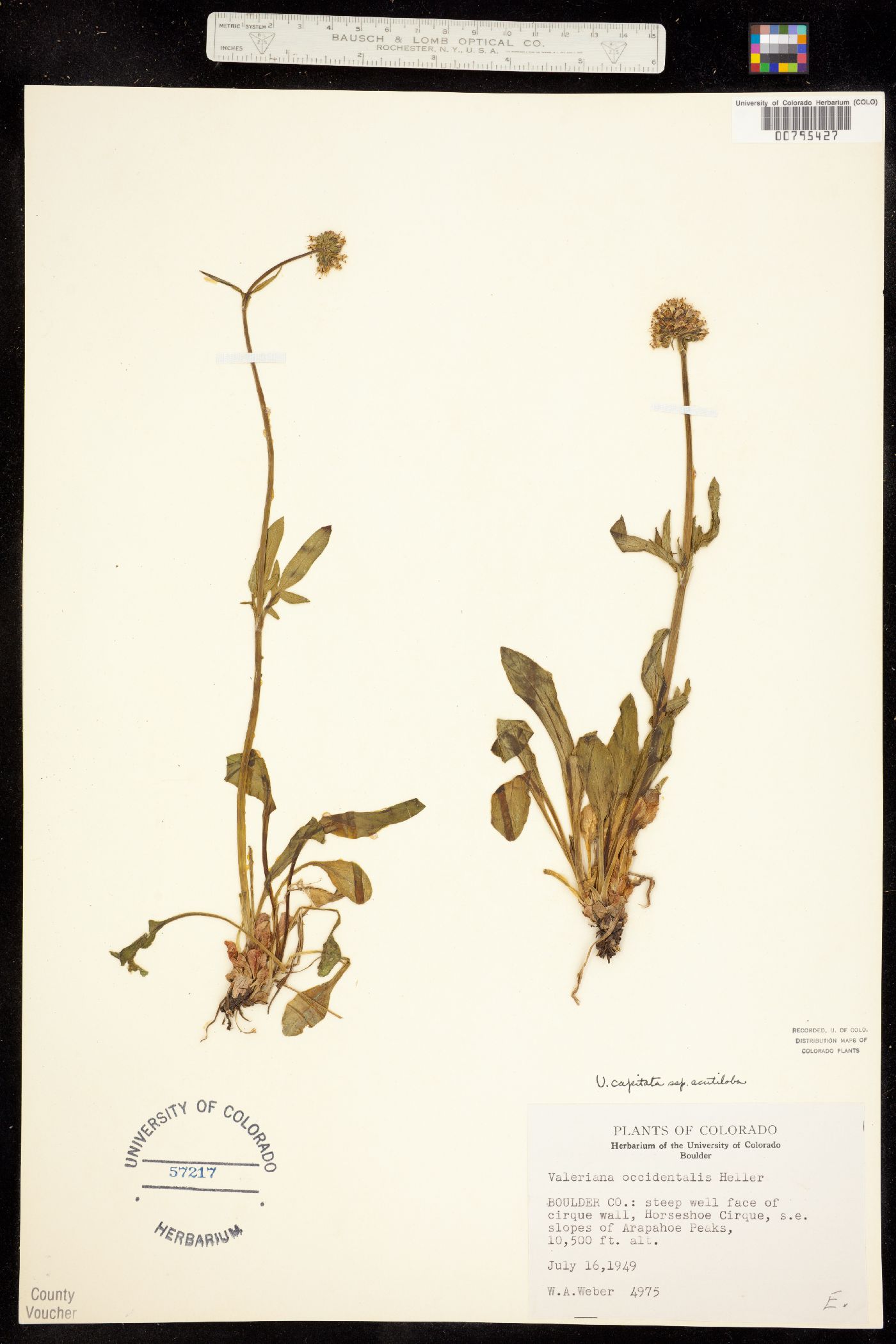 Valeriana acutiloba image