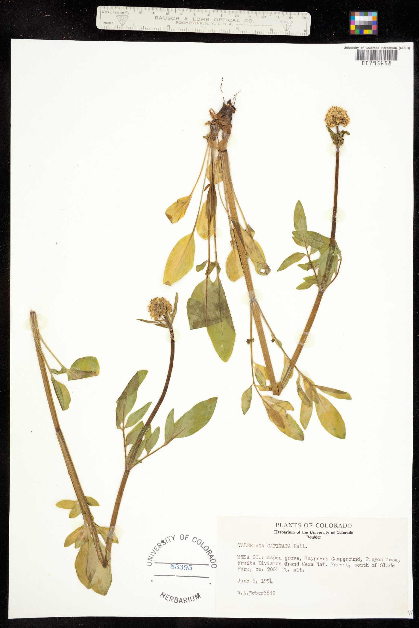 Valeriana capitata image