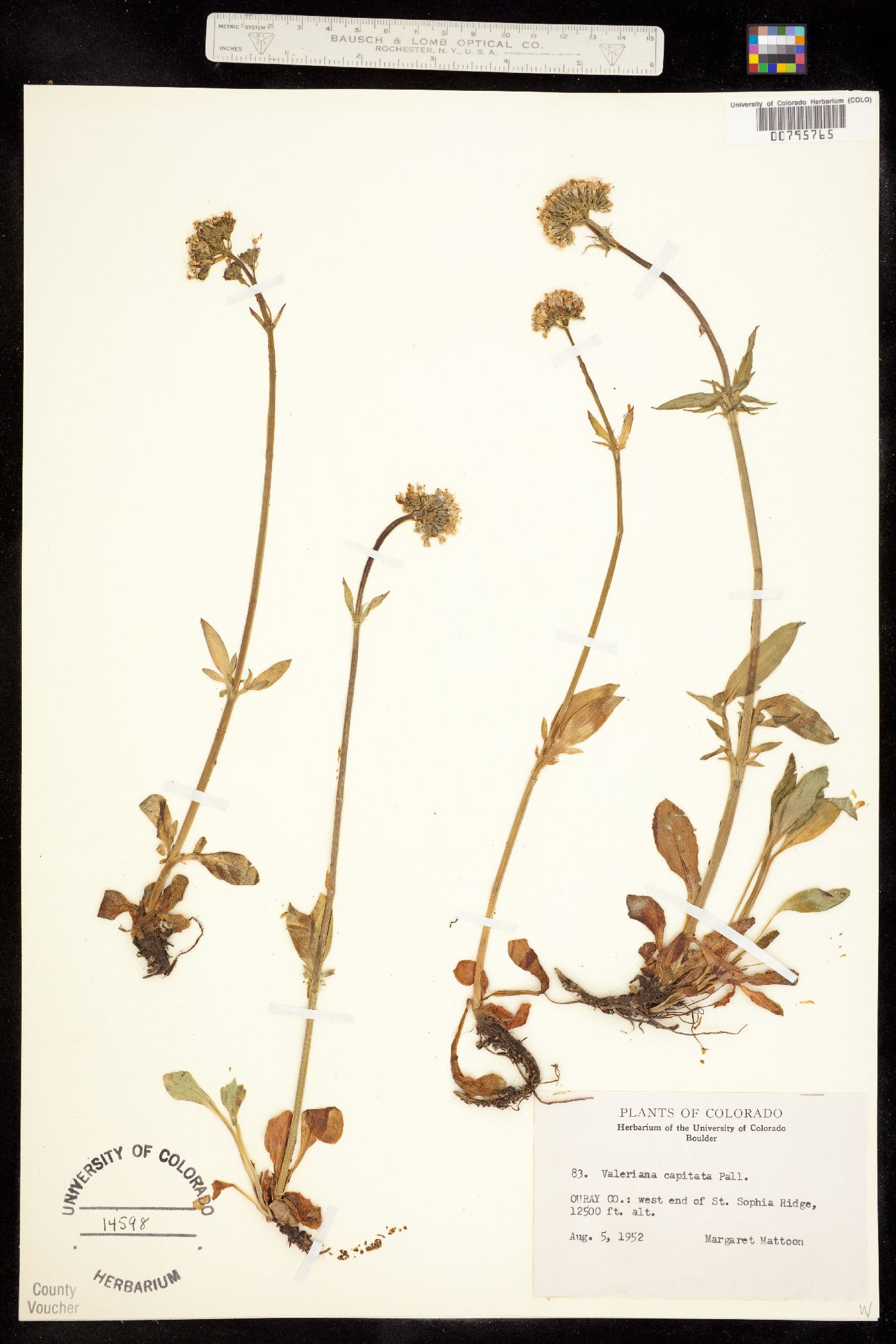 Valerianaceae image