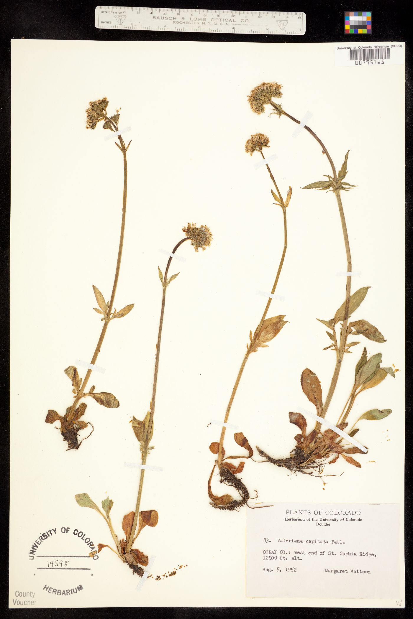 Valeriana acutiloba image