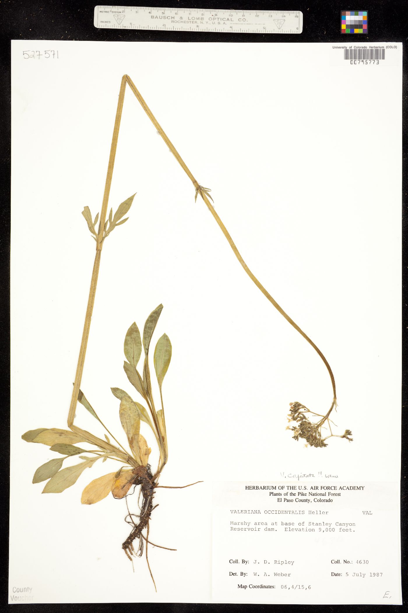 Valeriana capitata image