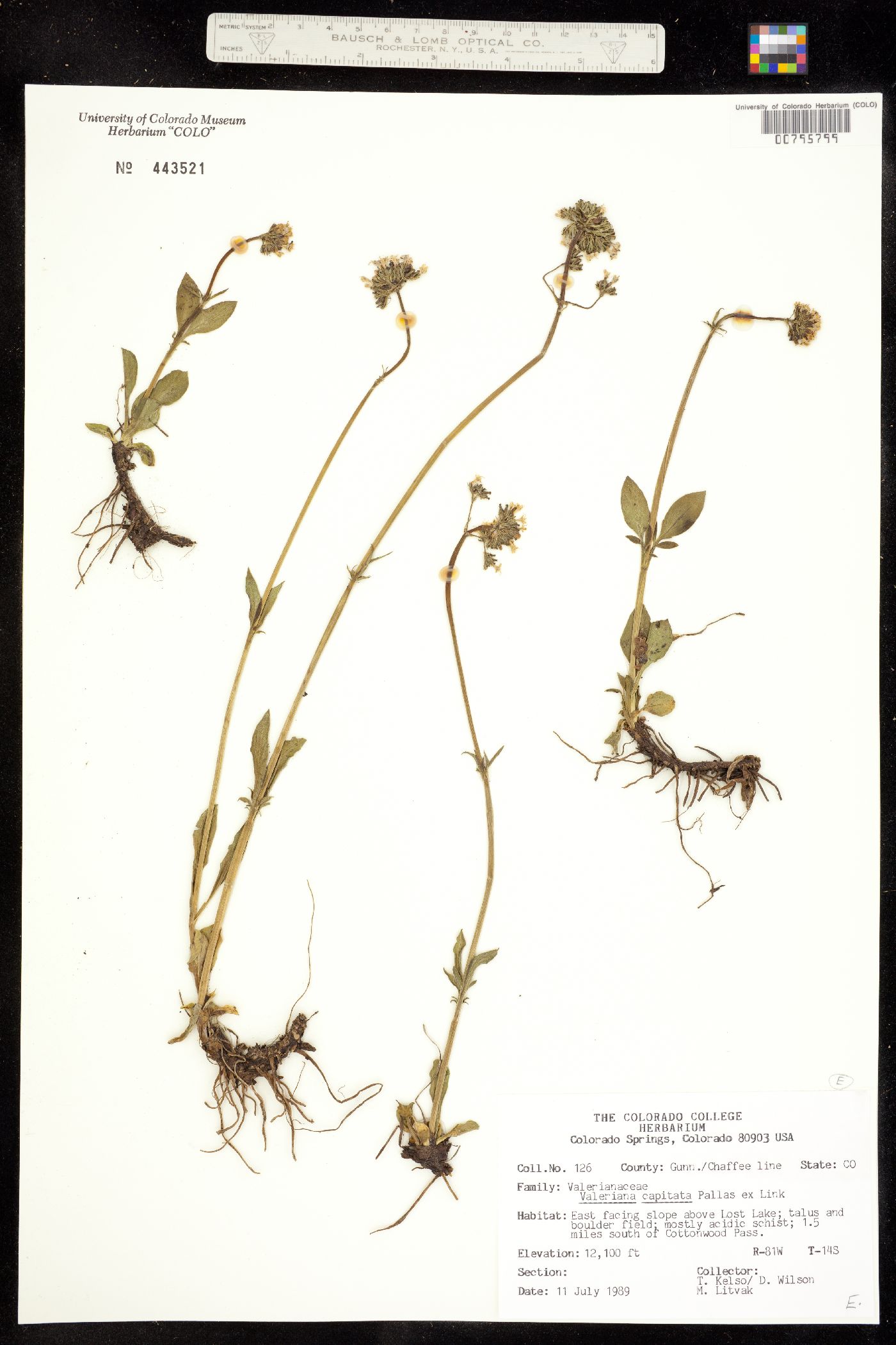 Valeriana capitata image