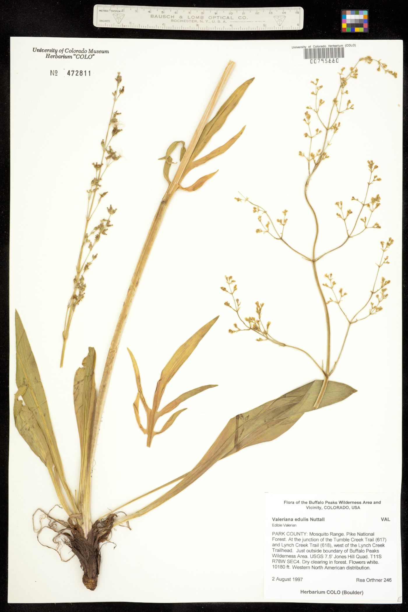 Valeriana edulis image