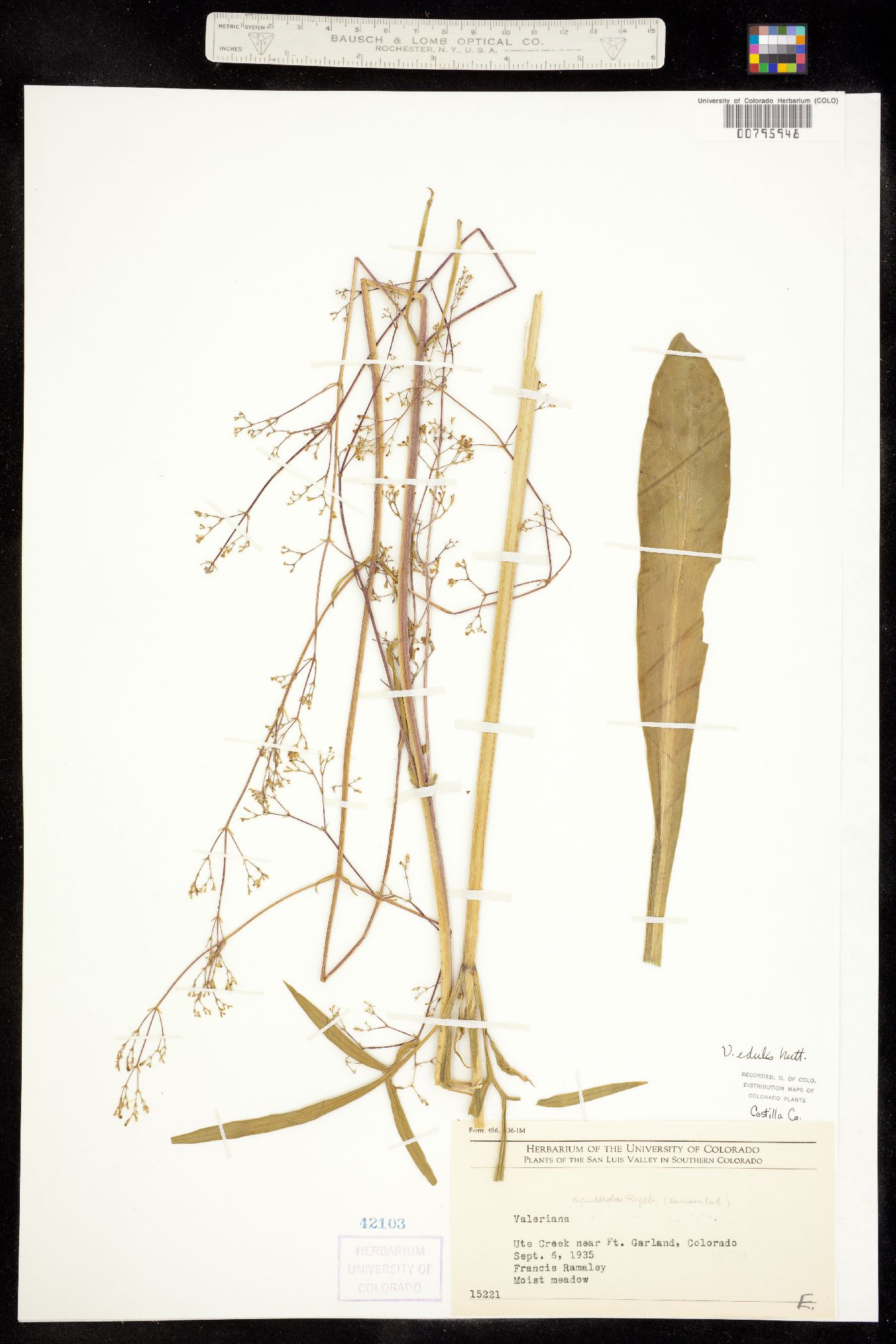 Valerianaceae image