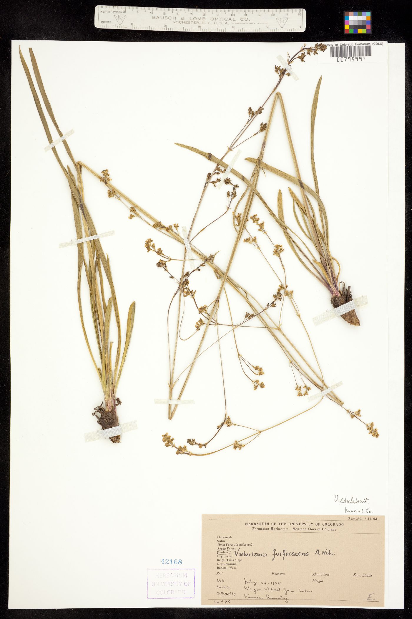 Valeriana image