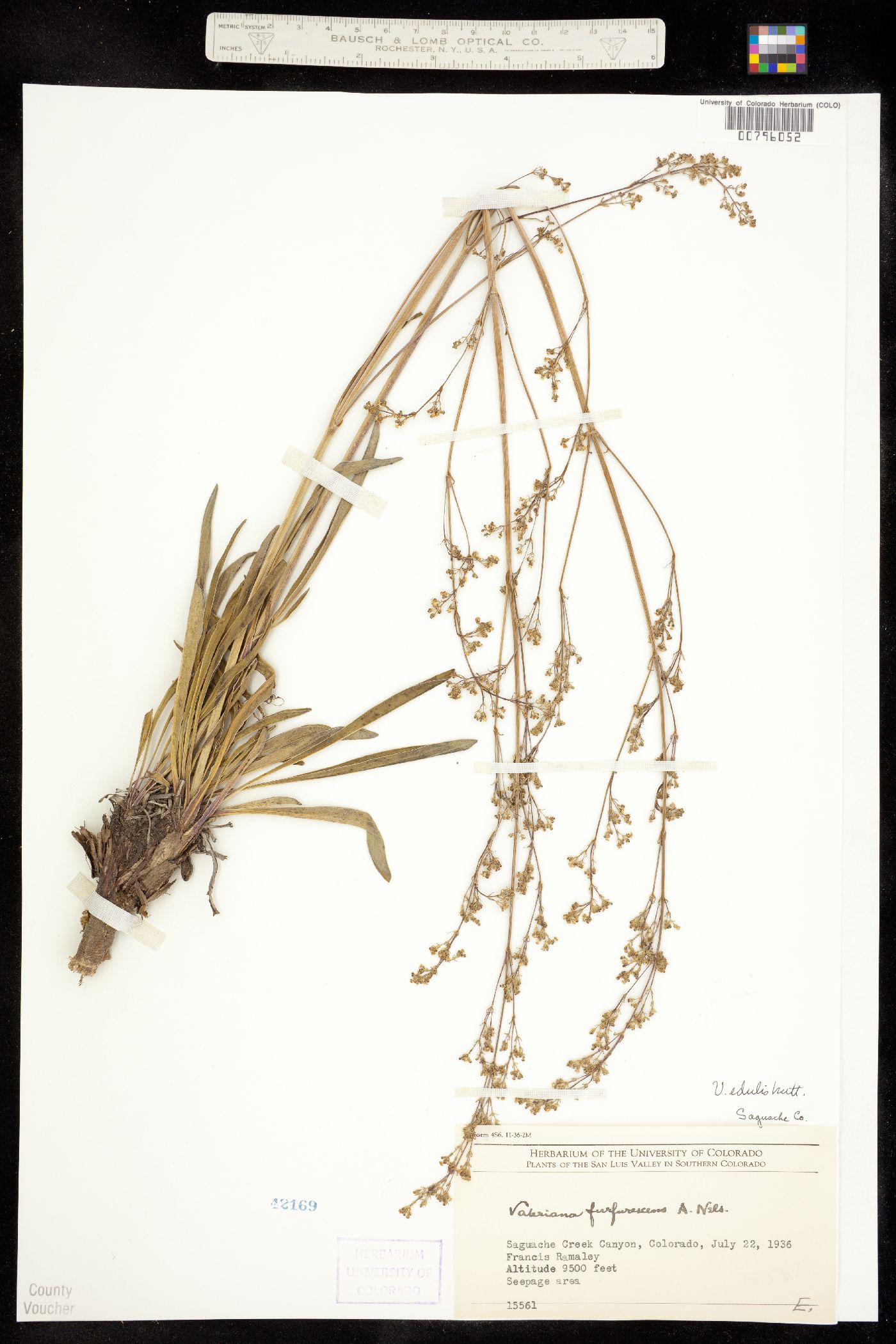 Valeriana edulis image