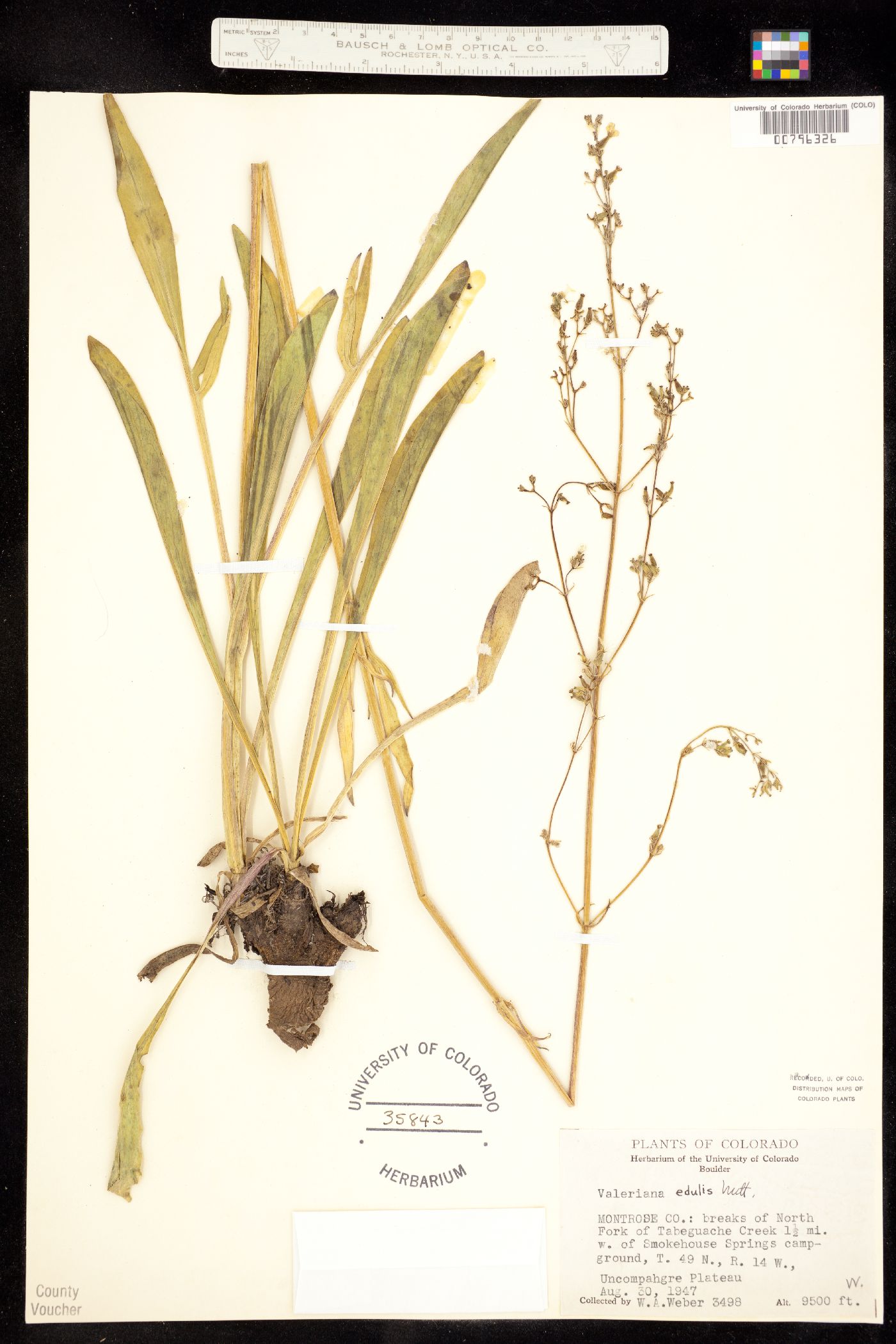 Valeriana edulis image
