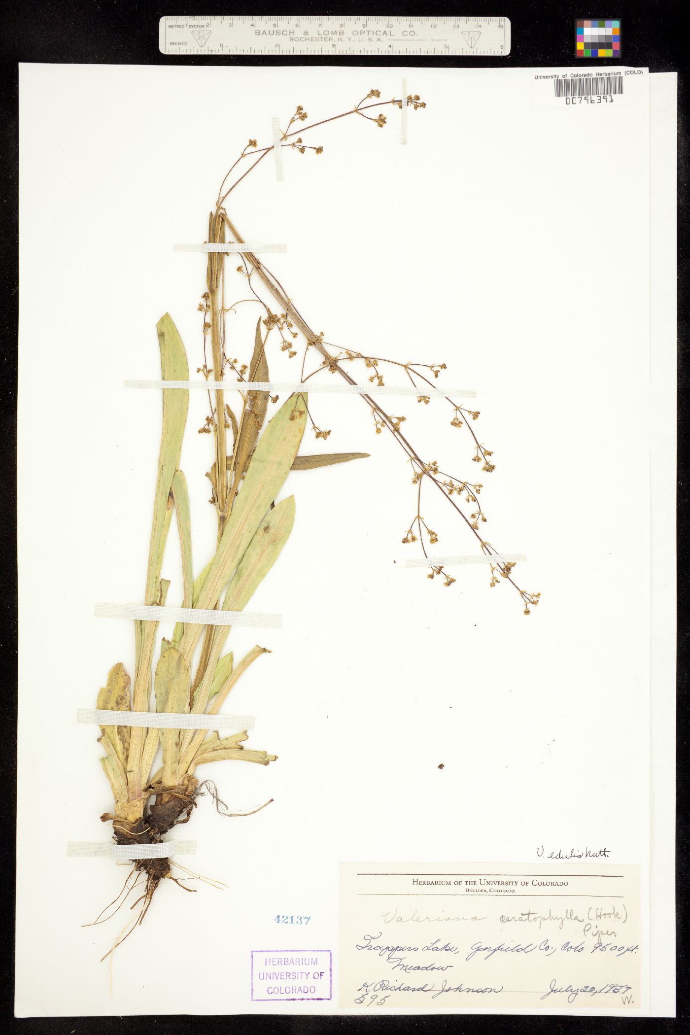 Valeriana edulis image