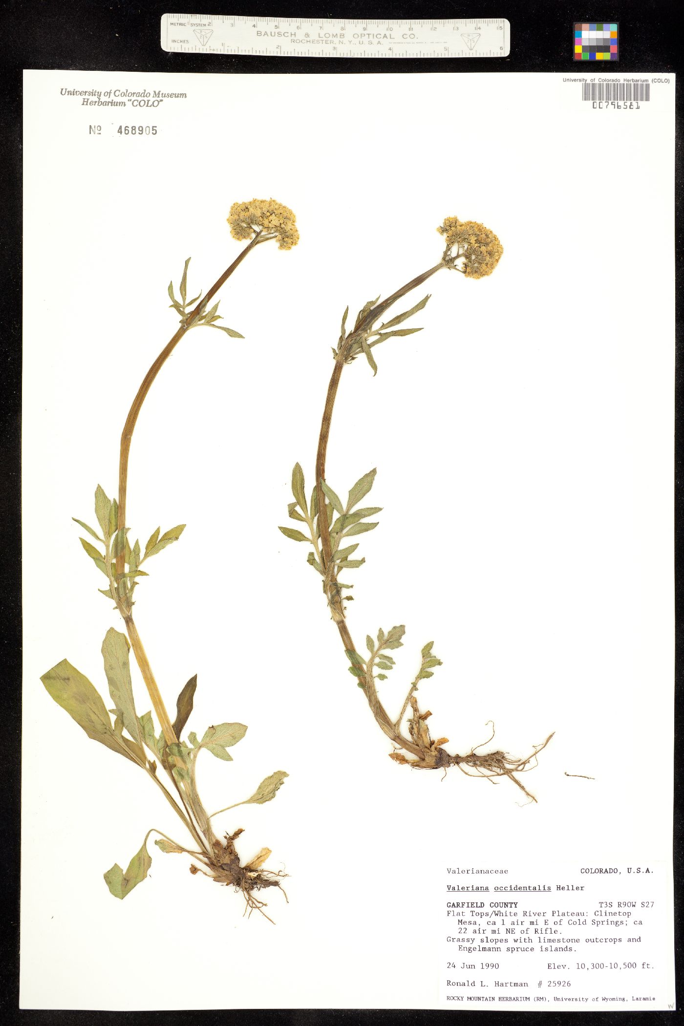Valeriana image