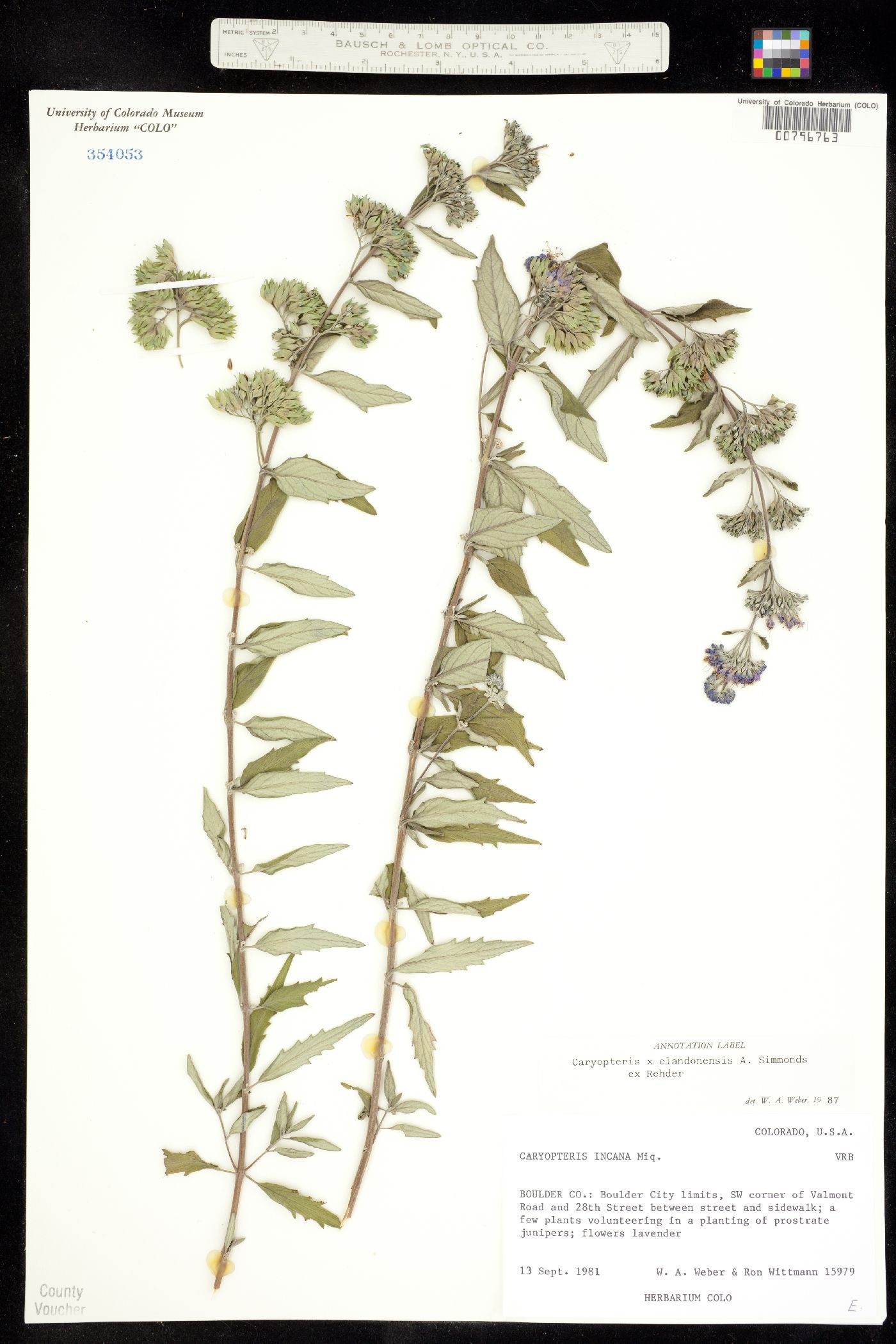 Caryopteris clandonensis image