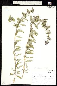Image of Caryopteris clandonensis