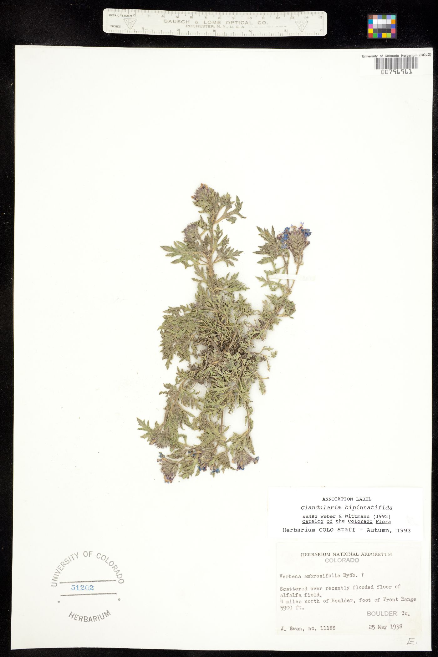 Verbenaceae image
