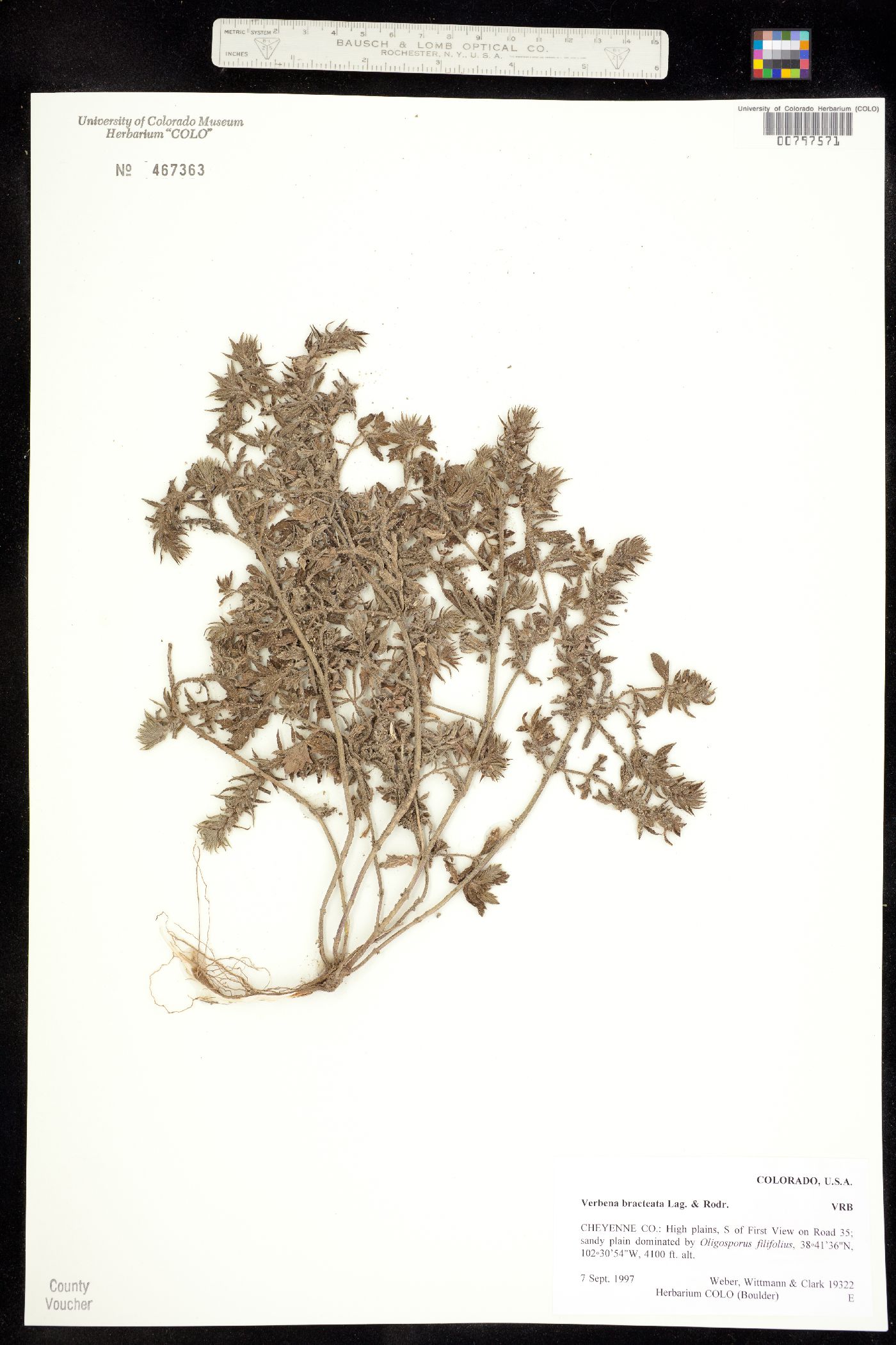 Verbena bracteata image